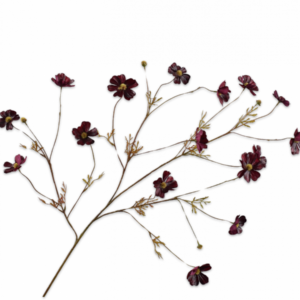 Cosmos tak bordeaux 104cm